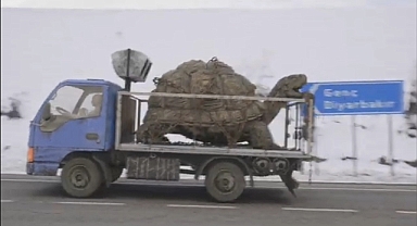 Bingöl’de Dev Kaplumbağa