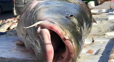 33 kiloluk dev balık tezgâhta alıcı buluyor