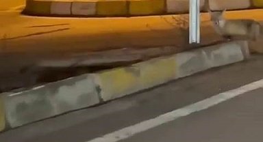 Aç kalan tilki şehir merkezine indi