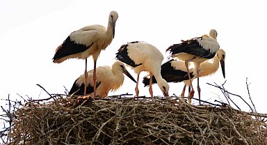 Baharın habercisi leylekler Erzincan'a erken geldi