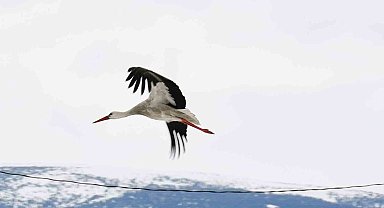 Baharın müjdecisi leylekler erken geldi