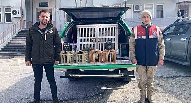 Bitlis'te keklik avlayan 4 kişiye 106 bin 135 lira para cezası