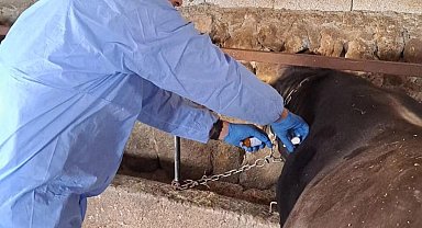 Bitlis'te şap aşısı devam ediyor