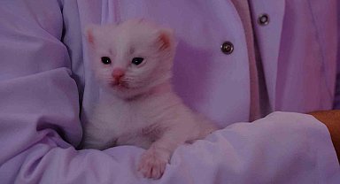 Bu yılın ilk yavru Van kedileri dünyaya geldi