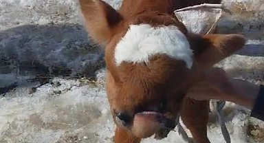 Burun ve dudağı eksik olarak doğan buzağı, biberonla besleniyor