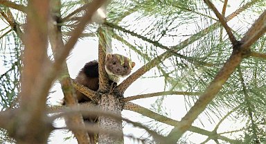 Çatak'ta okulun bahçesine giren gelincik heyecan yaşattı