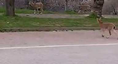 Çemişgezek'te yaban keçileri ilçe merkezine indi