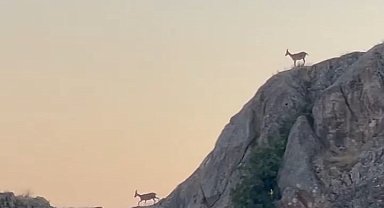 Dağ keçileri sürü halinde Harput'ta görüntülendi