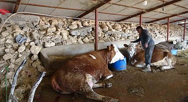 Depremzede hayvan yetiştiricileri üretimlerini sürdürüyor