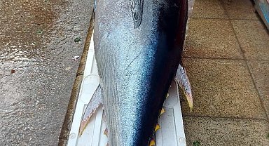 Elazığ'da 1 metre 74 santimetrelik dev orkinos yoğun ilgi gördü