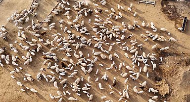 Erzincan'da koyun ve kuzuların coşkulu buluşması