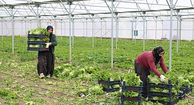 Erzincan'da seralarda marul hasadı sürüyor