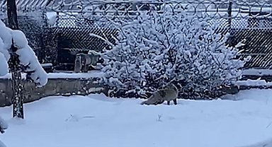 Erzurum'da aç kalan tilkiler kent merkezine indi