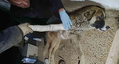 Hakkari'de aracın çarptığı köpek yaralandı