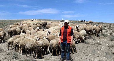 Havalar ısındı, koyunlar meraya çıkmaya başladı