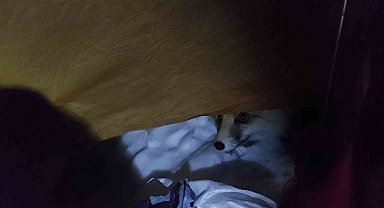 Helvanın kokusunu alan tilki çadıra dadandı