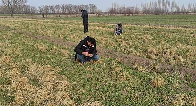 Iğdır'da yonca hortumlu böceği ile mücadele çalışmaları