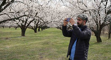 Iğdır'daki kayısı bahçelerinde kartpostallık görüntüler