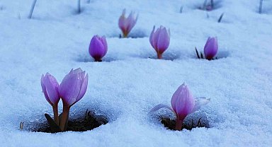 Karlar altındaki çiğdem çiçeklerinden kartpostallık görüntüler