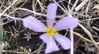Kars'ta kardelenler çiçek açtı