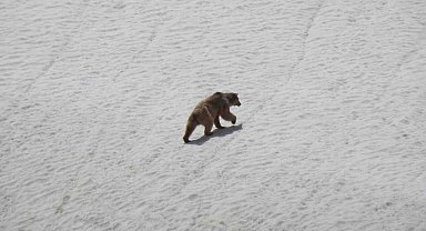 Kış uykusundan uyanan ayı yiyecek ararken görüntülendi