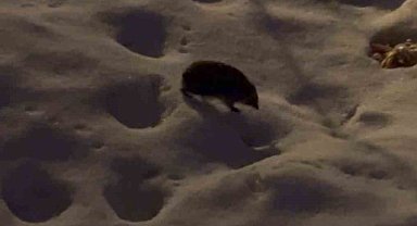 Kış uykusundan uyanan kirpi kar üzerinde yolunu şaşırdı