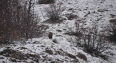 Kış uykusundan uyandı, kışa yakalandı