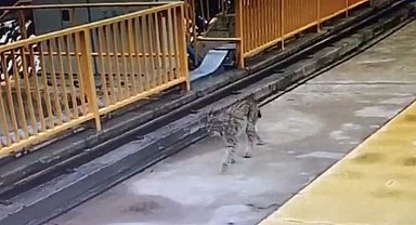 Kotanlı Barajı'nın davetsiz misafiri vaşak