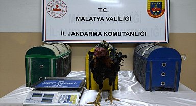 Malatya'da horoz dövüştürenlere ceza yağdı