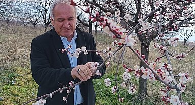 Malatya'da kayısıda zirai don tehlikesi