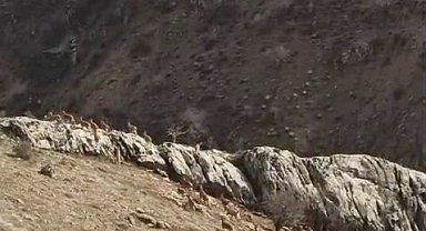 Nesilleri tehlike altında, kendileri şehirde