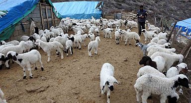 Süt kuzuları günde 2 defa anneleriyle buluşturuluyor