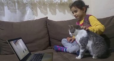 Telefon ve bilgisayar bağımlısı kedi