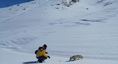 Tilkiyi tuttukları balıkla beslediler