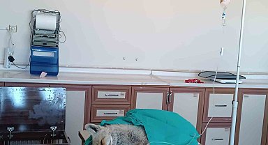 Van'da yaralı olarak bulunan tilki tedavi altına alındı