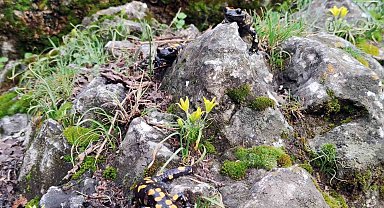 Yağmur yağışlarıyla birlikte "Doğanın gizli kahramanları" böcekler iş başı yaptı