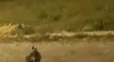 Aç kalan tilki şehir merkezine indi