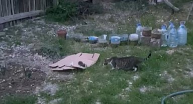 Ağaçta sıkışan yavru kedi kurtarıldı