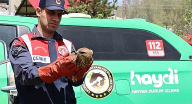 Ağrı'da yaralı halde bulunan şahin tedavi altına alındı