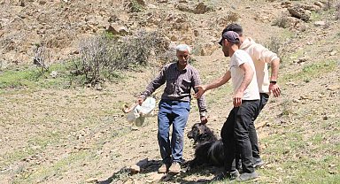Ahır olarak kullanılan mağaraya kurtlar dadandı: 30 keçi ve 30 oğlak telef oldu
