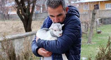 Annesini ayı yiyen ve ölmekten gazeteci tarafından kurtarılan keçi yavrusu büyüdü
