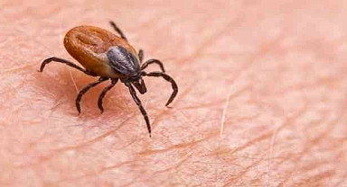 Bingöl'de Kene Isırması: Bir Kişi Hayatını Kaybetti 