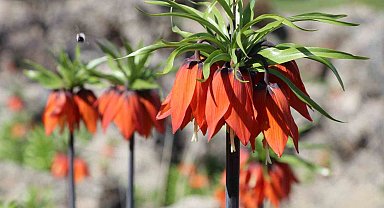 Bingöl'de 'hüzün çiçeği' kartpostallık görüntüler oluşturdu
