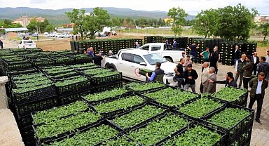 Bingöl'de Yüzde 75 Sebze Fidesi Temin Edilecek