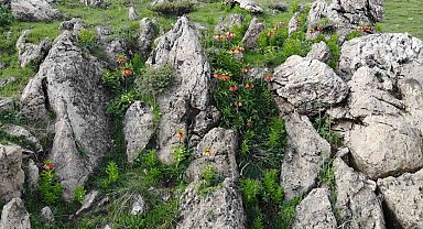 Bitlis'in huzur veren tepesinde ters lale güzelliği