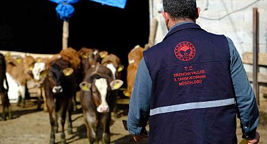 Büyükbaş hayvanlar kenelere karşı ilaçlanıyor