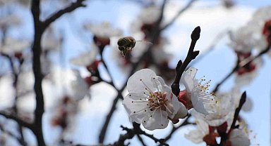 Çiçek açan ağaçların görselliği mest etti