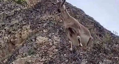Dağ keçileri Palu Kalesi'ni mesken tuttu