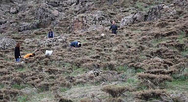Dağlarda çiriş otu bereketi