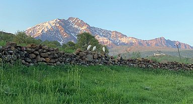 Derecik'te sığır balıkçılı görüldü
